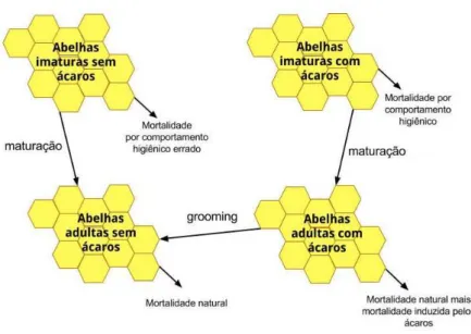 Figura 3.1: Diagrama que descreve a dinâmica do modelo.