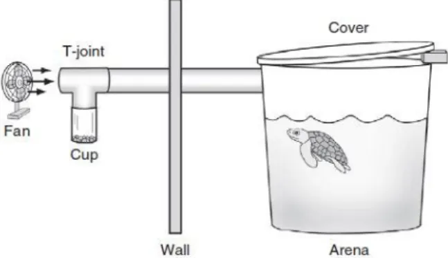 Figure  2  –   Diagram  of  the  experimental  set-up  (not  to  scale).  The  fan  gently  moved  air  through the PVC pipe,  across the t-joint and opening of the cup, and into the arena where  the turtle was tested