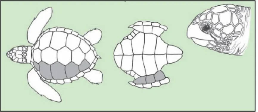 Figure 10  –  Loggerhead Sea Turtle (FAO 2009). 