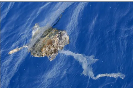 Figure 13  –  Loggerhead sea turtle entangled in plastic - Martijn de Jonge © . 