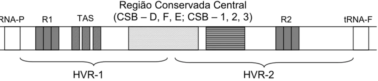 Figura 2. Estrutura e organização da região controle do mtDNA (D-loop) (856- (856-1642pb)