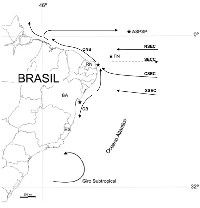 Figura 4. Pontos de coletas utilizados neste trabalho (estrelas); e o padrão de  correntes superficiais do Atlântico Sul