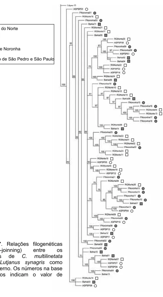 Figura  7.  Relações  filogenéticas  (neighbor-joinning)  entre  os  indivíduos  de  C