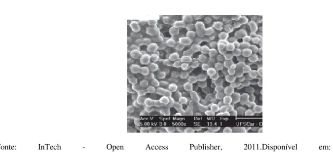 FIGURA 1.8  –  Nanocápsulas de óleo de Neem 