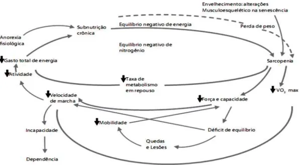 Figura 1. Ciclo da Fragilidade (Adaptado de Fried et al, 2001) 13 .