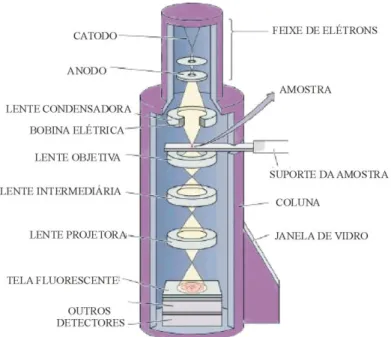 Figura 5. Diagrama esquemático de um microscópio eletrônico de transmissão. 