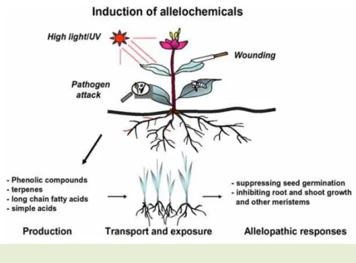Figura 11 - Indução dos aleloquímicos por stress biótico e abiótico. (Kil-Ung Kim e  Dong-Hyun Shin, 2003) 