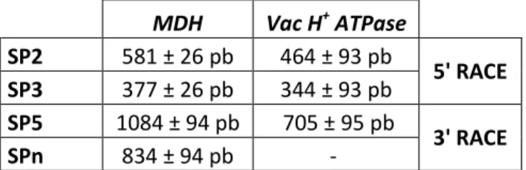 Tabela  3.1  –   Tamanho  esperado  para  as  extremidades  amplificadas  por  RACE  para  a  MDH e Vac H +  ATPase