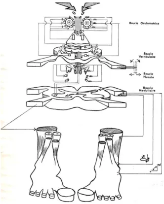 Figura 1 – Feixes sensórios-motores intervenientes na regulação da atividade tónico postural (adaptado de Baron et al., 1975) 