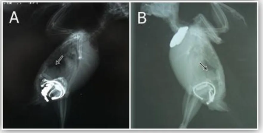 Figura 21. Radiografia de contraste  baritado  de  um  Melopsittacus  undulatus  fêmea  com  hiperplasia  ovárica  (setas)
