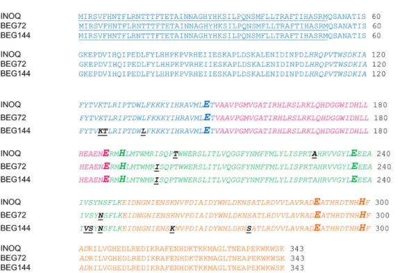 Fig 8. Location of the putative amino acid changes induced by SNVs or MNVs within the AOX ferritin-like domain, in the INOQ, BEG72 and BEG144 isolates