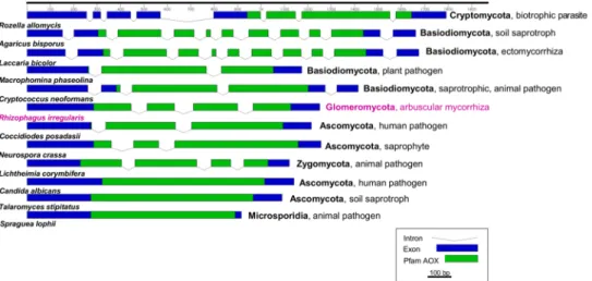 Fig 1. Comparison of exon-intron structure of AOX gene in R. irregularis and fungi from other phyla.