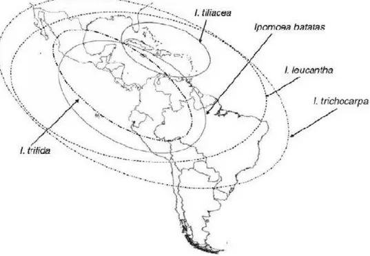 Figura 1 – O centro geográfico da origem de   L. e os seus parentes mais próximos, adaptado de Lebot [8]