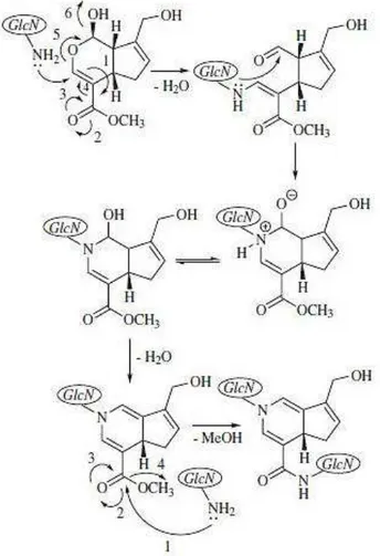 Figura 5 - Reticulação da quitosana com a genipina em meio ácido. (1) GLcN: unidades  estruturais de 2-amino-2-desoxi-D-glicopiranose