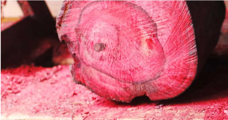 Figura 2 - Madeira pau rosa (BBC, 2014).