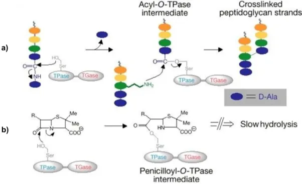 Fig. 1: Schematic representation of the biosynthesis of the cell wall (adapted from 236):