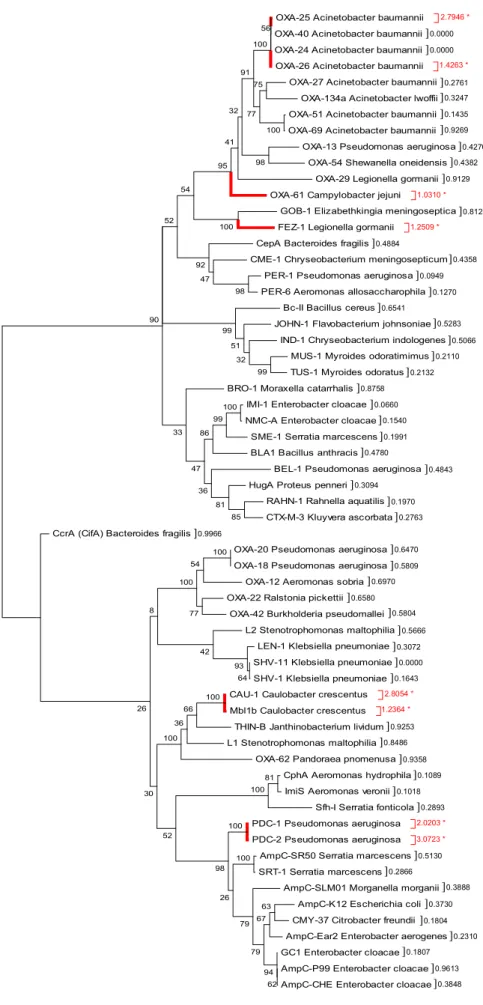 Fig. 4: Maximum likelihood (ML)  analysis  of  β-lactamase  nucleotide  sequences  and  evidence  for  positive  selection