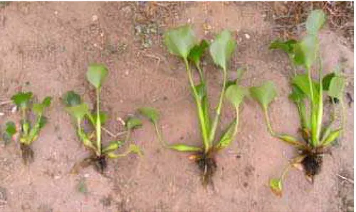 Figura 31 – Eichhornia crassipes do Rio Apodi/Mossoró em diferentes estágios de desenvolvimento