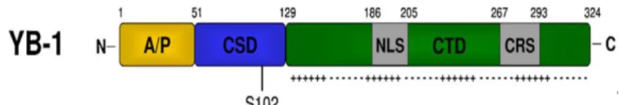 Figure 1 Representative diagram of YB-1 protein structure. N-terminal domain contains alanine and proline  residues  (A/P  domain);  CSD,  cold-shock  domain;  Ser  102,  phosphorylation  site  at  serine  102;  NLS,  nuclear  localization signal; CTD, C-t