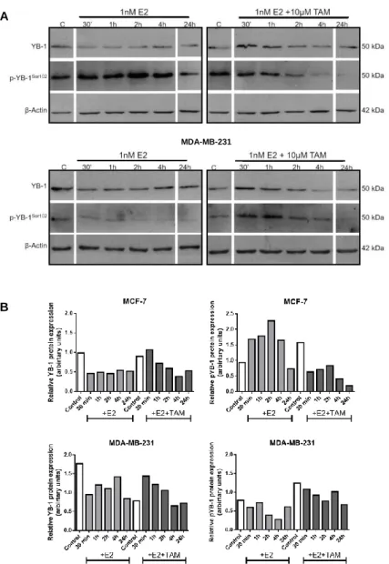 Figure 4 Effect of 17β-Estradiol (E2) in YB-1 protein expression and phosphorylation. (A) YB-1 and p- p-YB-1 protein levels were analyzed by Western Blot in MCF-7 and MDA-MB-231 BC cell lines exposed to 1nM  E2±10µM Tamoxifen (TAM)