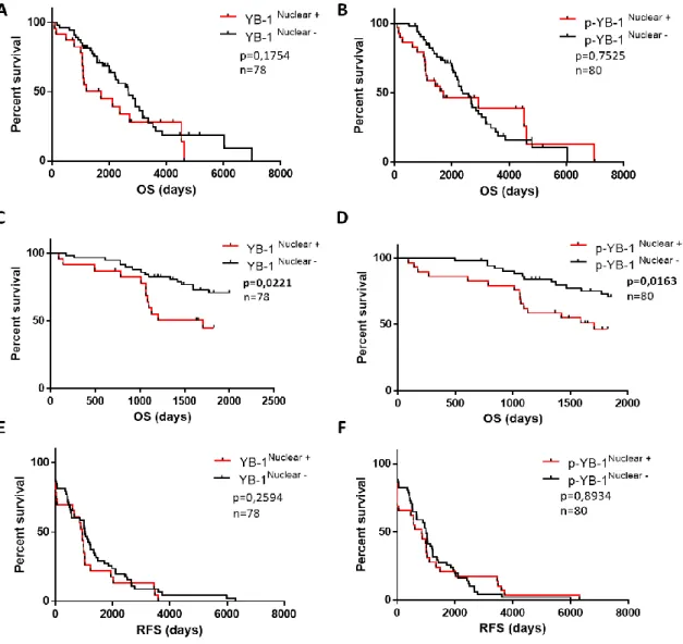 Figure 4 .  Positive nuclear YB-1 or p-YB-1 is associated with poor 5-years survival. Kaplan-Meier Overall  Survival  (OS) curves according to (A)  YB-1 nuclear  staining (HR=0,675; 95% CI 0,360-1,266),  (B) p-YB-1 