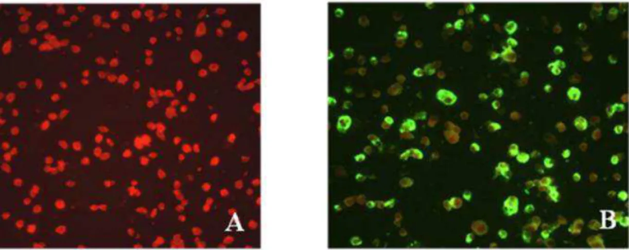 Figura  5.  Lâminas  da  técnica  de  IFI  em  um  aumento  de  400X.  Em  (A)  células  C6/36  não  infectadas  em  coloração  avermelhada  (controle  negativo)