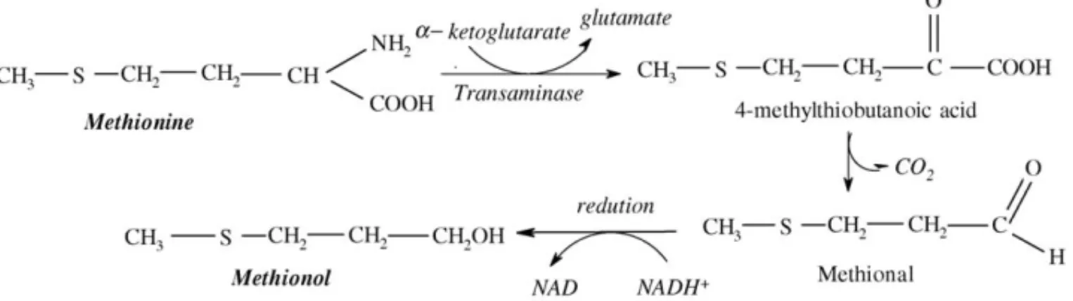 Fig. 1. Suggested mechanism for methionol formation from methionine by yeasts.