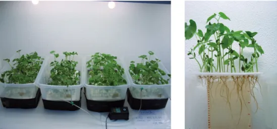 Figure 1 – Common bean plants were kept floating in recipients containing 15 L of nutrient solutions (left) and root elongation  was measured after 72 hours treatment with 0 and 50 mM Al (right).