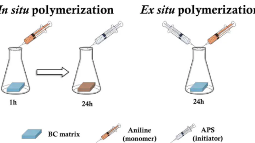 Figure 8 - Schematic representation of the methodology employed for the in situ aniline polymerization during  BC regeneration.