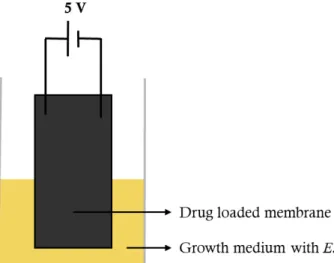 Figure 9 – Schematic representation of the experimental set-up for the drug release through electrical stimulus
