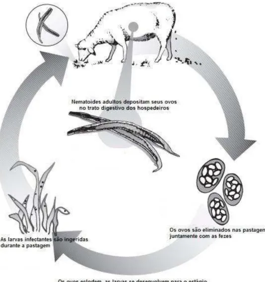 FIGURA  1:  Ciclo  de  vida  genérico  de  nematoides  gastrintestinais  de  pequenos  ruminantes 