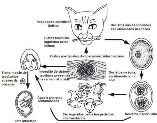 FIGURA 3: Ciclo de vida do Toxoplasma gondii