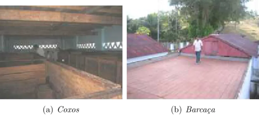 Figura 4.2: Fermenta¸c˜ao e Secagem das Amˆendoas de Cacau.