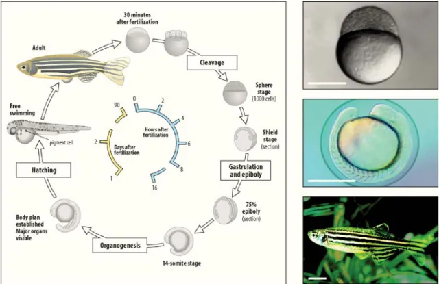 Figure 1 – Diagram of zebrafish life-cycle. Zebrafish develop quickly from a one-cell zygote that sits on  top of a large yolk cell