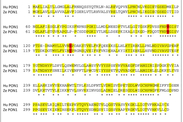 Figure 5 – Zebrafish (Ze) PON1 amino acid sequences aligned with the corresponding human  (Hu) sequences
