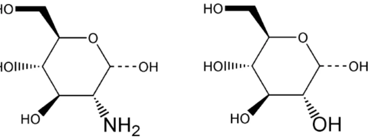 Figura 6  – Estrutura da glicosamina (quitosana) e da glicose (celulose).