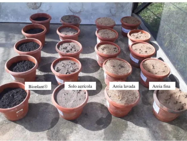 Figura 1. Semeadura do tomate em diferentes substratos. Arapiraca-AL 2019. Arquivo  do autor