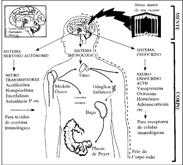 Figura 3- Esquema representativo sobre stress, destacando-se a ativação  hormonal, do Sistema Nervoso e estruturas anatômicas 