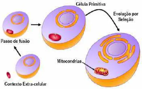 Figura 4.1: Formação das mitocôndrias.