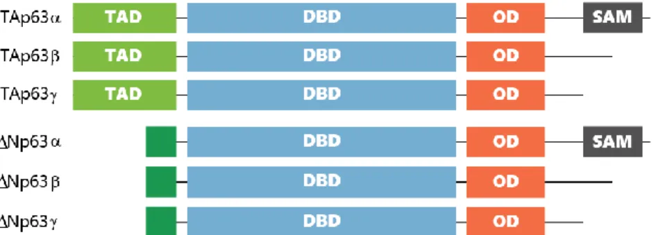 Figure 1.2 p63: protein domain structure. Schematic diagram of p63 isoforms showing the transactivation domain (TAD), DNA  binding domain (DBD), oligomerization domain (OD) and sterile α motif (SAM)