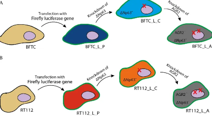 Figure 3.1 Schematic figure of the NMIBC cell lines used in this work. A: BFTC cell line (yellow cytoplasm) was transformed  with a firefly luciferase gene that conferred bioluminescence signal to the cells (L)