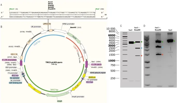 Figure 3.2 TRC2-Lentiviral Plasmid Vector TRC2-pLKO-puro. A: shRNA sequence that is encoded between U6 promoter and  cPPT of the plasmid and has a size of 58 base pairs (bp)