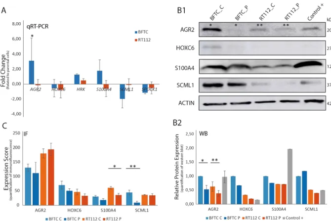 Figure 4.2 mRNA and protein expression in BFTC_L_P, BFTC_L_C, RT112_L_P and RT112_L_C and control cell lines