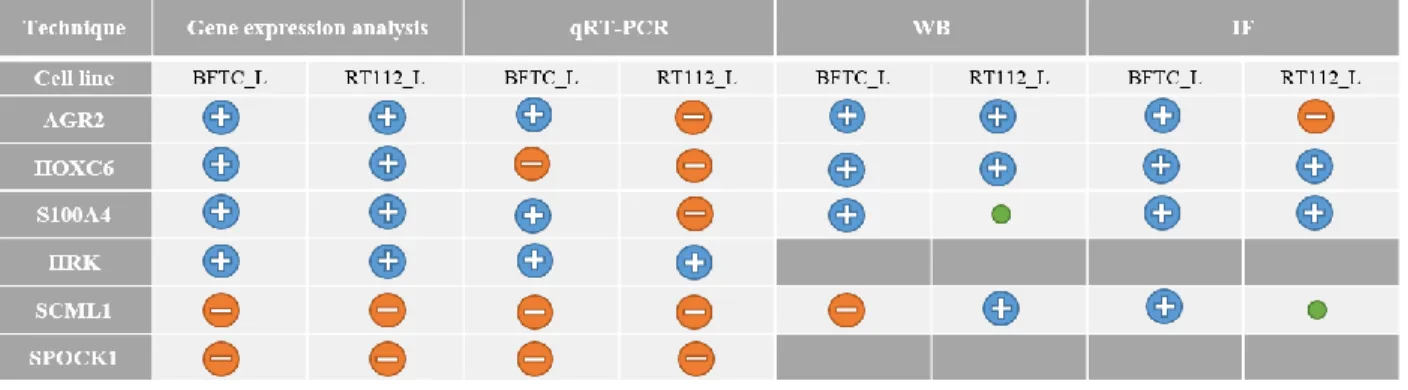 Table 4.1 Summary of gene expression analysis, qRT-PCR, WB and IF results. The positive symbol (blue) correspond to results  where the mRNA or protein is more expressed in clones than in parental cells