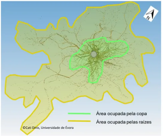 Figura 3. Área ocupada pelos sistemas aéreo e radicular do sobreiro. Fonte: Dinis, 2014  