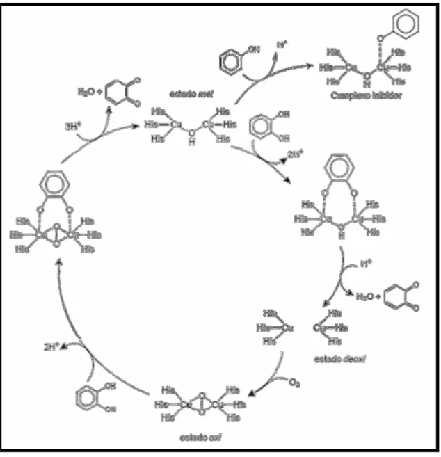 FIGURA  1.5  -  Mecanismo  proposto  para  a  oxidação  de  catecóis  catalisada  pela  Catecol Oxidase (GERDERMAN et al., 2002)
