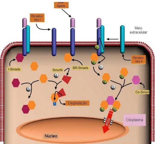 Figura 1 - Sinalização da via BMP: (1) Fosforilação da R-Smad; (2) Ligação com a Co-Smad  transporte do sinal para núcleo; (3) e (4) inibição da via por fatores intracelulares( I-Smads e  Smufs)