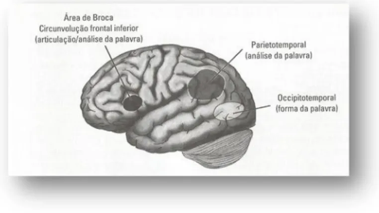 Fig. 9 – Áreas do Cérebro Envolvidas na Leitura (Shatwitz, 2008, p. 89) 
