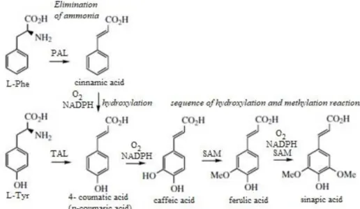Figure 2 - The formation of p-coumaric, caffeic, ferulic and sinapic acids. Adapted from Dewick, M