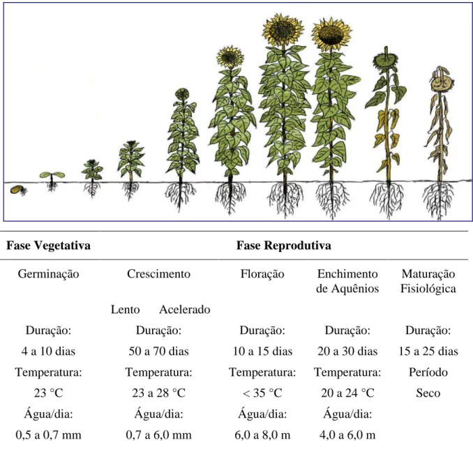 Figura 5 - Fases de desenvolvimento do girassol, com as respectivas exigências térmicas e 